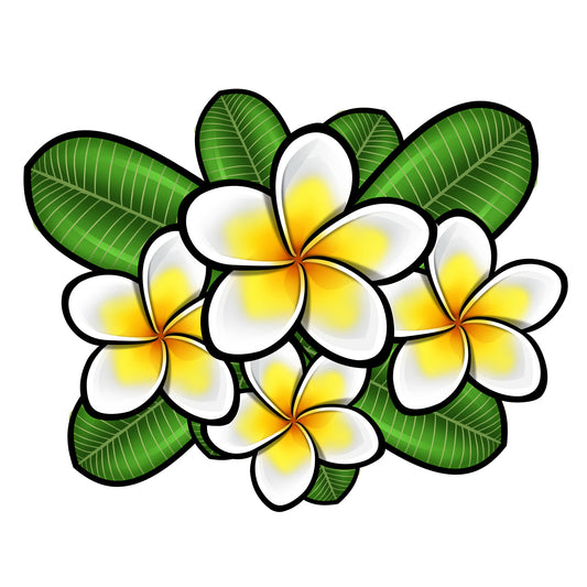 Plumeria Flowers